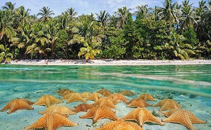 Оранжевые морские звезды на мелководье пляжа Старфиш на севере Фукуока