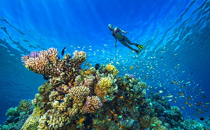 Коралловые рифы Красного моря у побережья Шарм-эль-Шейха для снорклинга и дайвинга