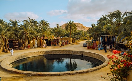 Горячие источники оазиса Сива в окружении пальмовых рощ