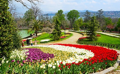 Разноцветные тюльпаны в парке Эмирган во время весеннего фестиваля в Стамбуле