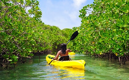 Каякинг в мангровых лесах Абу-Даби для любителей экотуризма